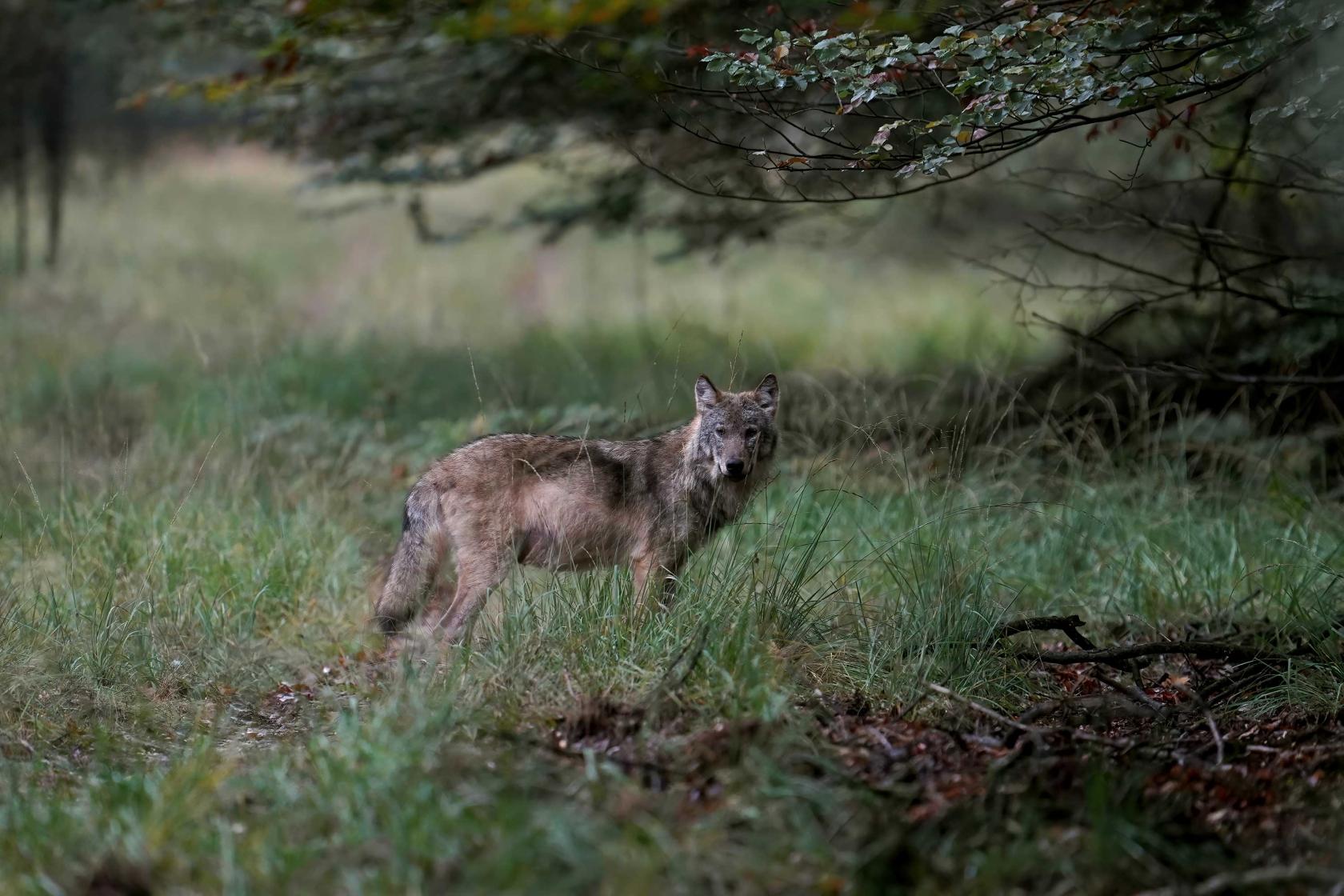 Wolf Veluwe