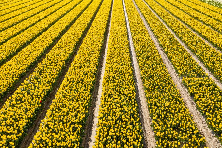 Tulpenactie Tikkie en Comité 4 en 5 mei