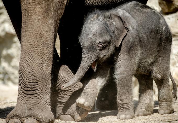 Pasgeboren olifantje in Artis mag voor het eerst naar buiten. Foto: Sem van der Wal